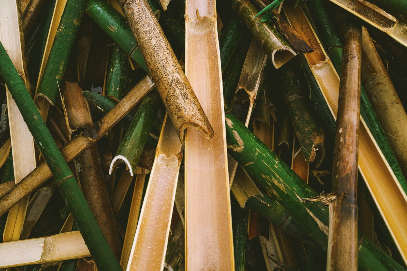 Harvested Philippine bamboo poles