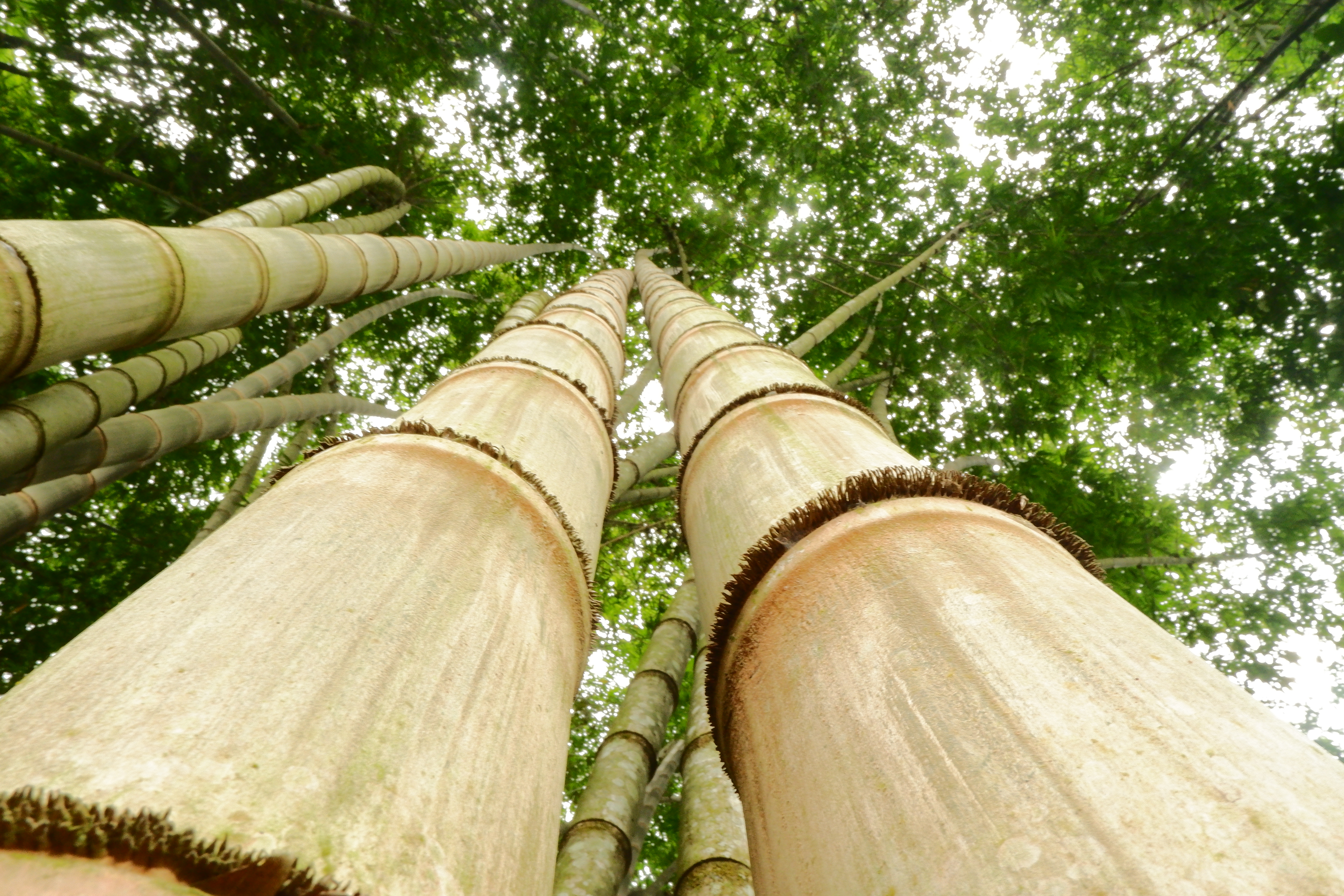 NuMat Bamboo sustainable harvesting